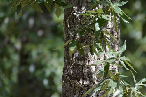 Quercus afares (Quercus afares)