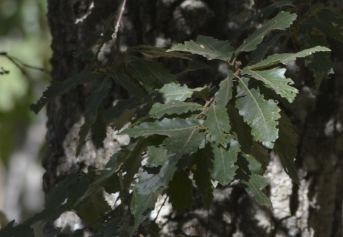 Quercus afares (Quercus afares)