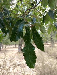 Quercus afares (Quercus afares)