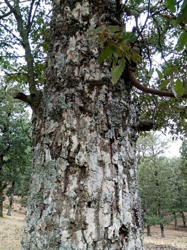 Quercus afares (Quercus afares)