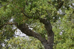 Quercus afares (Quercus afares)