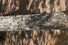 Quercus afares (Quercus afares)