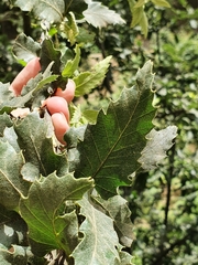 Quercus afares (Quercus afares)
