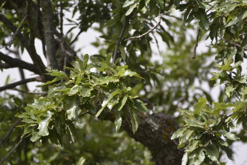 Quercus afares (Quercus afares)