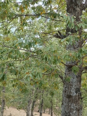 Quercus afares (Quercus afares)