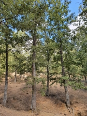 Quercus afares (Quercus afares)