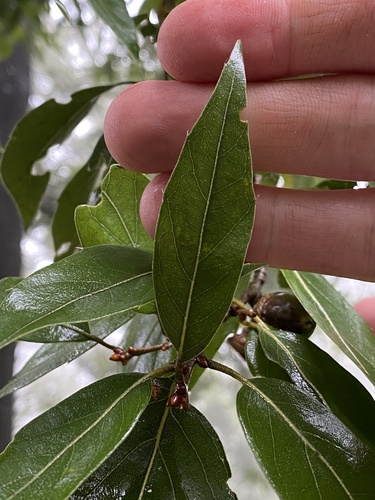 Quercus affinis (Quercus affinis)