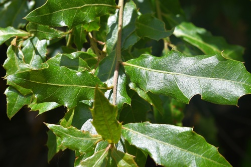 Quercus affinis (Quercus affinis)
