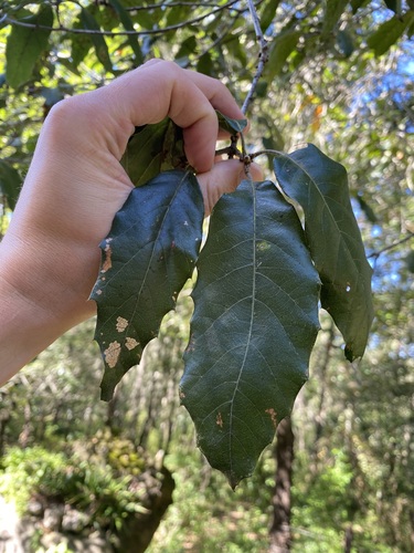 Quercus affinis (Quercus affinis)