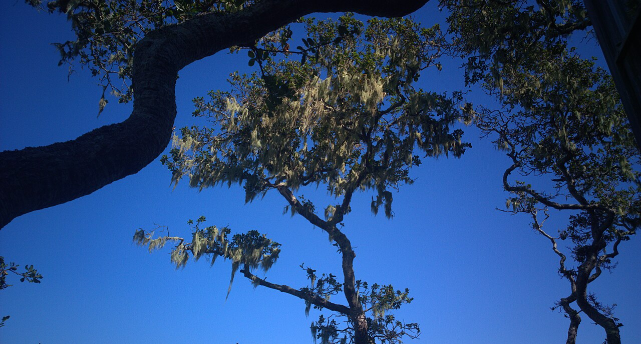 Coast live oak: Mature coast live oaks draped with lace lichens, California's state lichen. Photographed through window glass in Bolinas, California