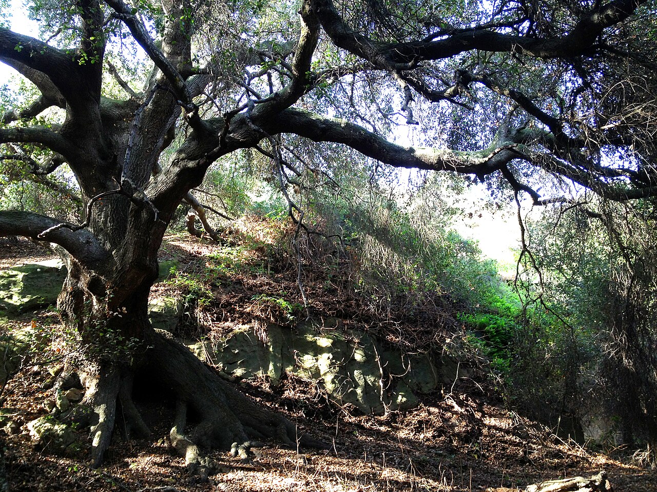 Coast live oak: Small groves of oaks and sycamores are common in Wood Canyon, giving several paths that "Sleepy Hollow" ambience.