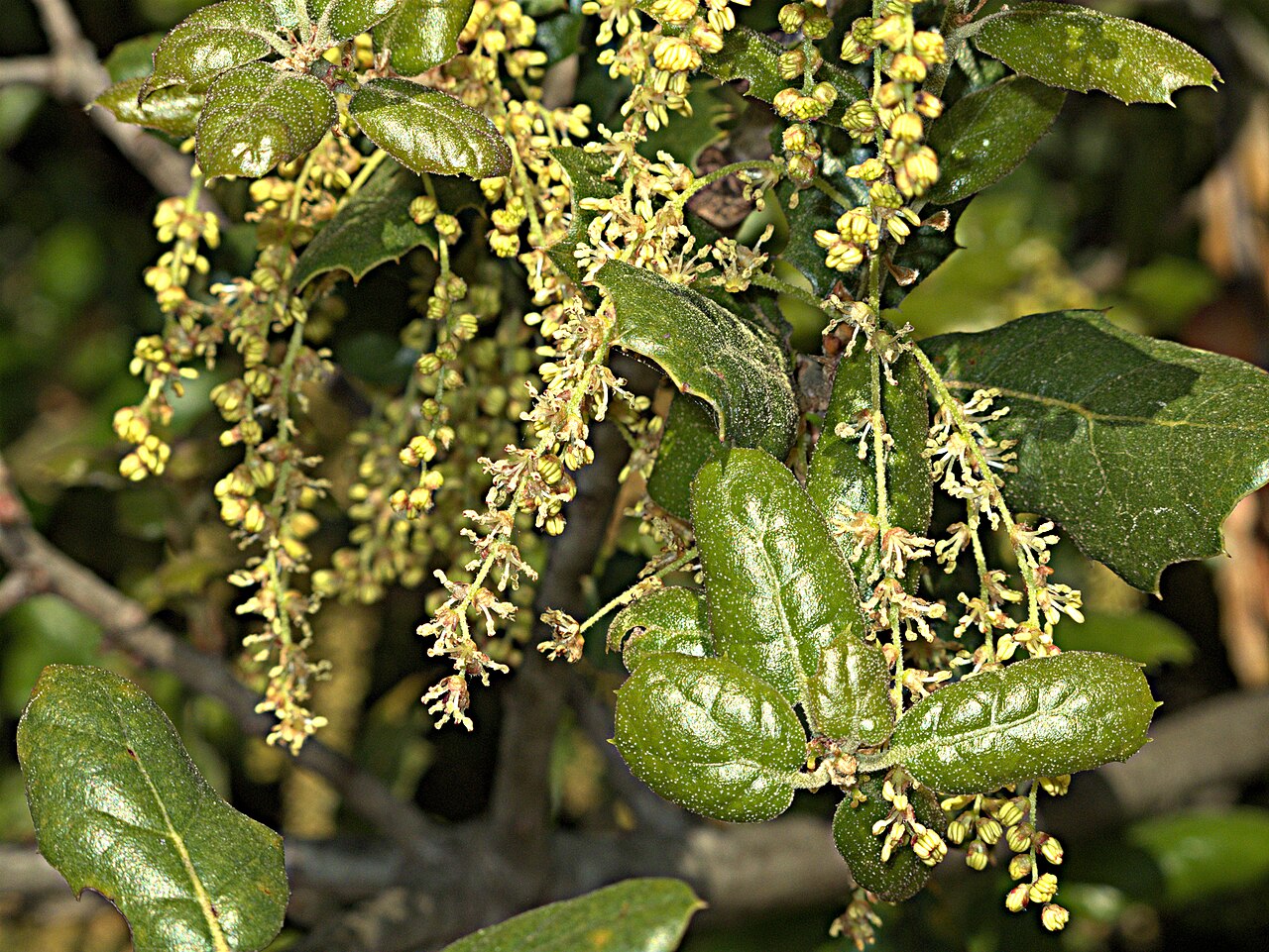 Coast live oak: Quercus agrifolia—coast live oak. Twenty or so years ago I was pulling weeds near my property when I spied a small seedling near a rotting stump. On the spur of