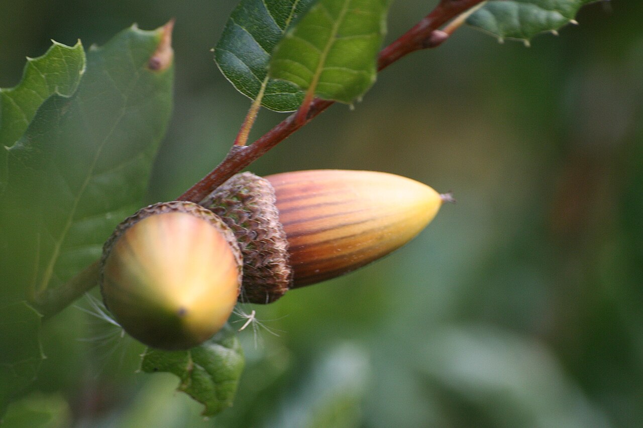 Coast live oak: Coast Live Oak Quercus agrifolia acorns, Mount Diablo, California