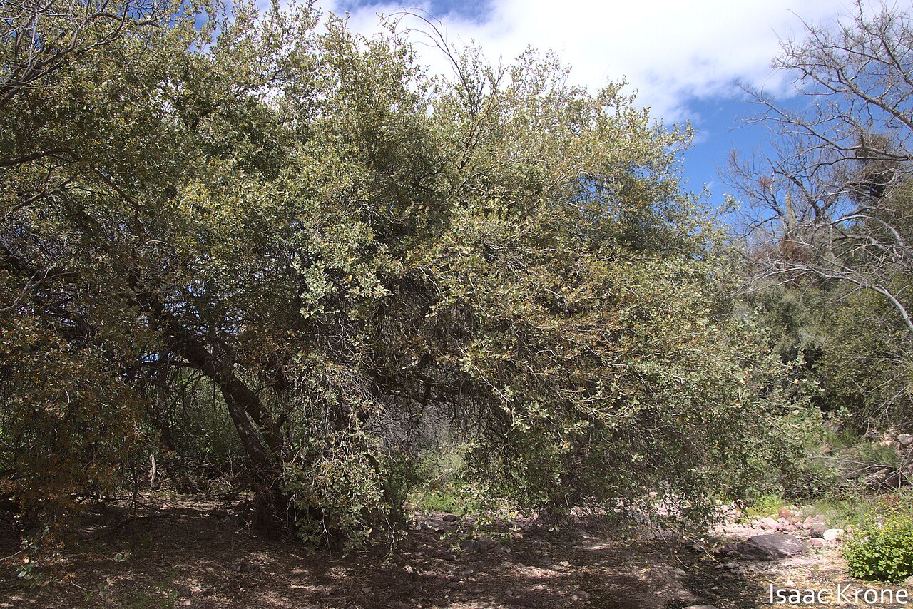 Ajo Mountain scrub oak: Ajo Mountain scrub oak