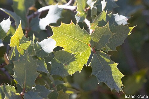 Ajo Mountain scrub oak: Vegetative material from Quercus ajoensis in Arizona, USA