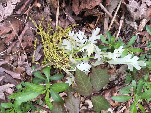 White oak (Quercus alba)