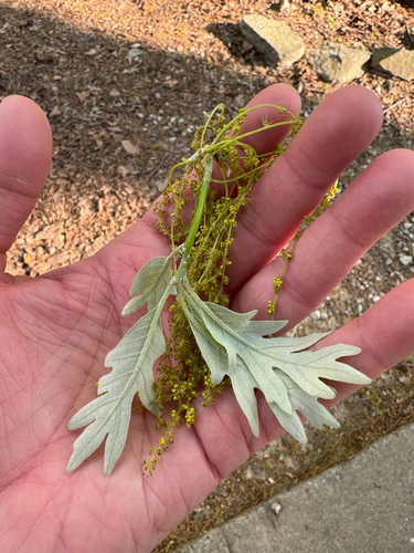 White oak (Quercus alba)