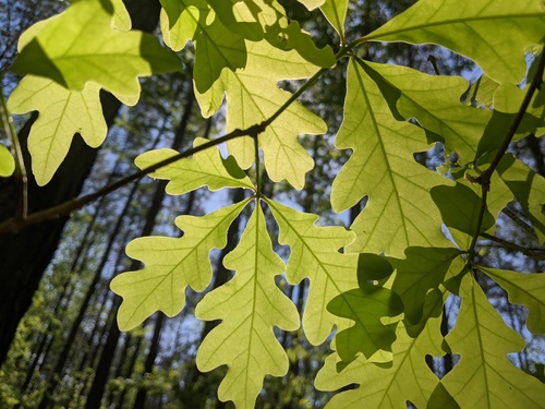 White oak (Quercus alba)