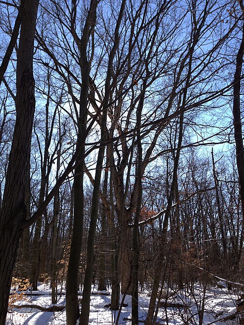 White oak: Large Quercus alba in the woodlands along the West Branch Shabakunk Creek