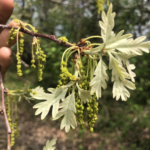 White oak (Quercus alba)