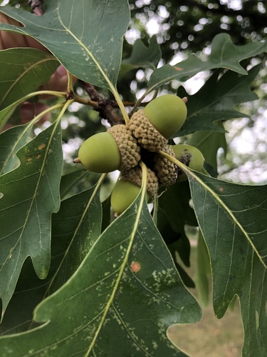White oak (Quercus alba)