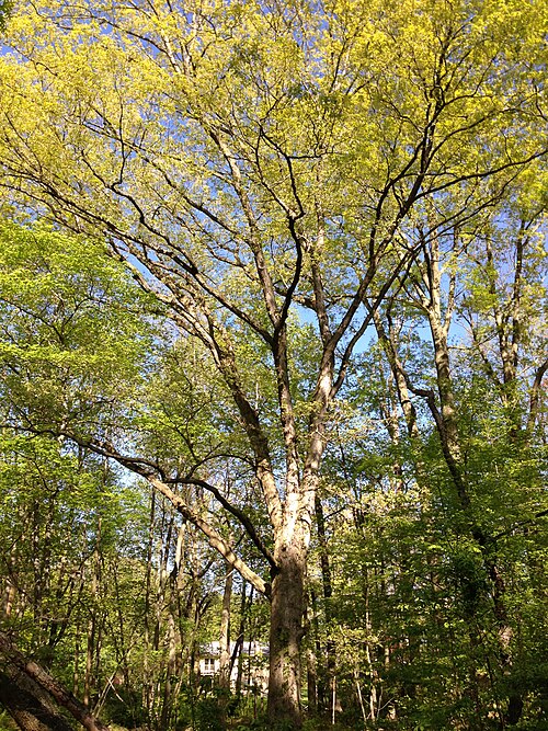 White oak: Large Quercus alba along the West Branch Shabakunk Creek on May 4th 2013 shifted down