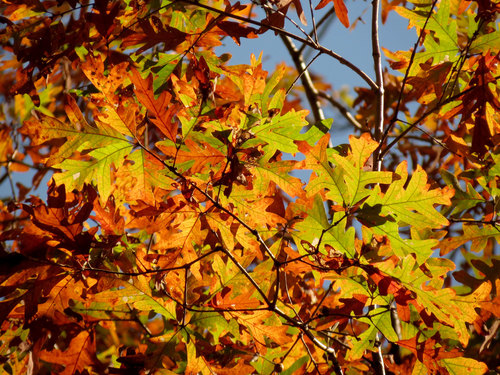 White oak (Quercus alba)