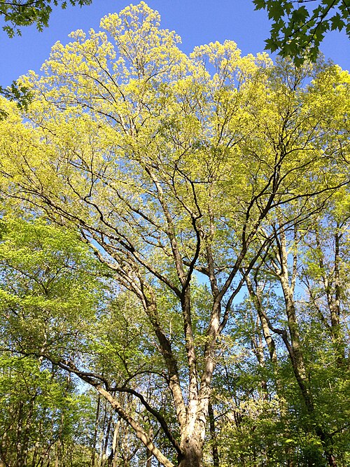 White oak: Large Quercus alba along the West Branch Shabakunk Creek on May 4th 2013 shifted up