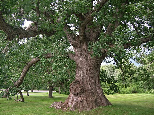 White oak: White Oak tree located in West Hartford, Connecticut. This is a Connecticut state co-champion white oak. [ 1 ] Photo taken 6/17/2013.
