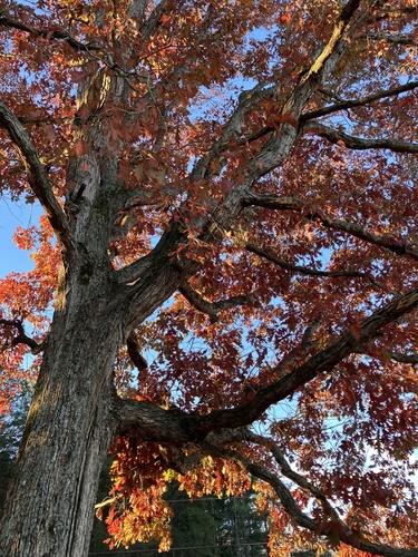 White oak (Quercus alba)