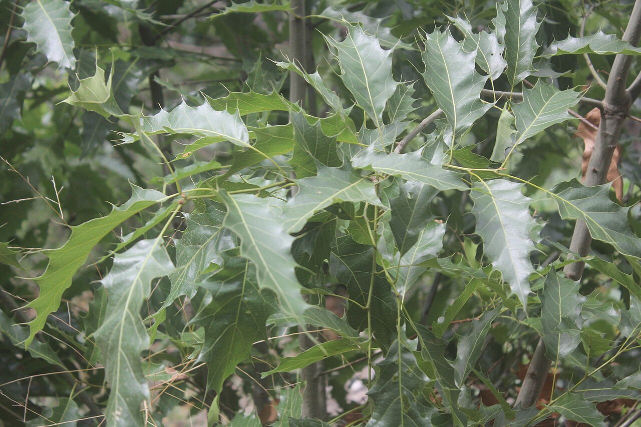 Quercus albocincta: Vegetative material from Quercus albocinta in Alamos, Mexico sourced