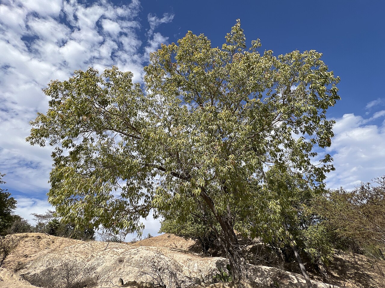 Quercus albocincta: Cusi Oak ( Quercus albocincta ) in Mexico