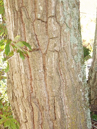Galcham oak (Quercus aliena)