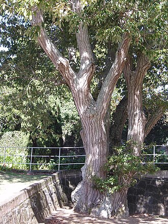 Galcham oak (Quercus aliena)