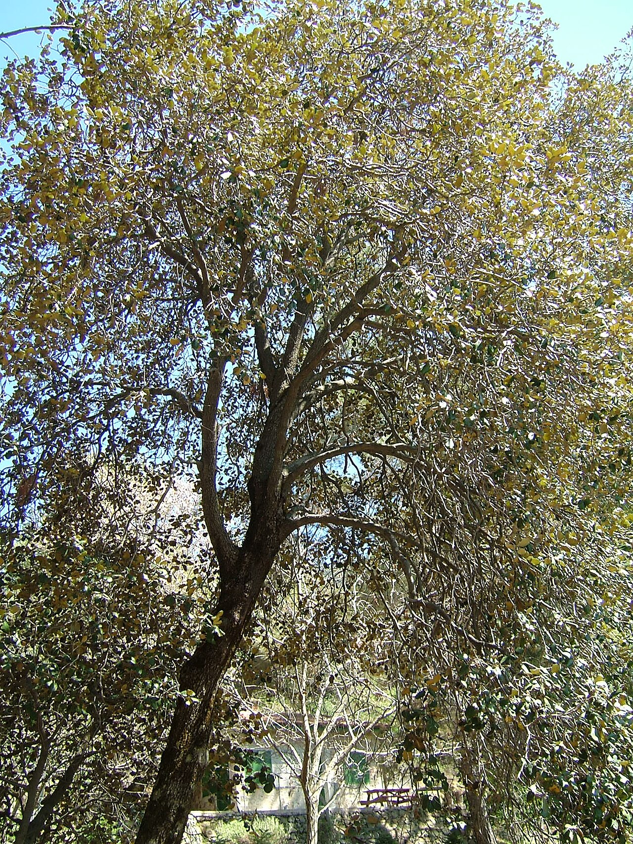 Golden Oak of Cyprus: A golden oak ( Quercus alnifolia ) tree