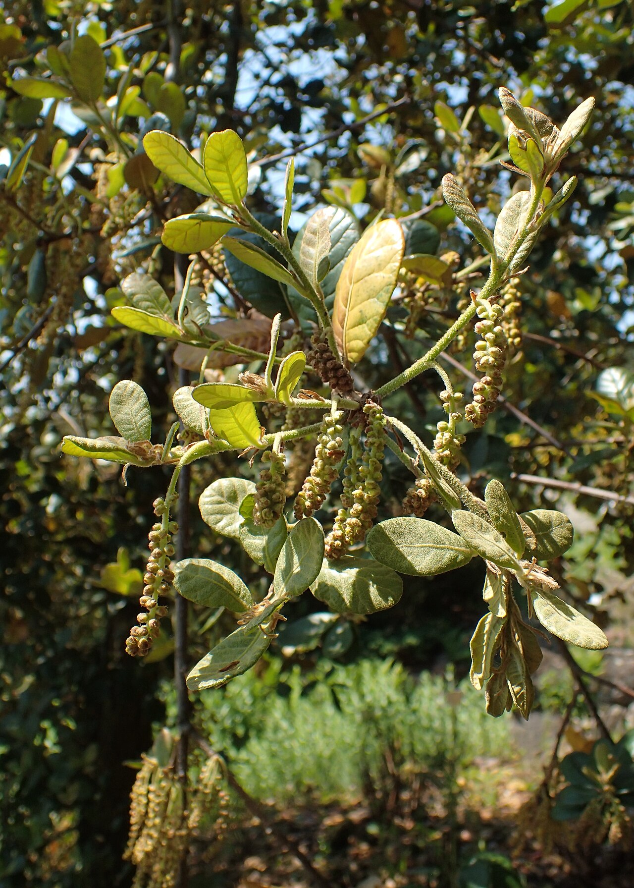 Quercus aquifolioides: Quercus aquifolioides in Neuer Botanischer Garten der Universität Göttingen