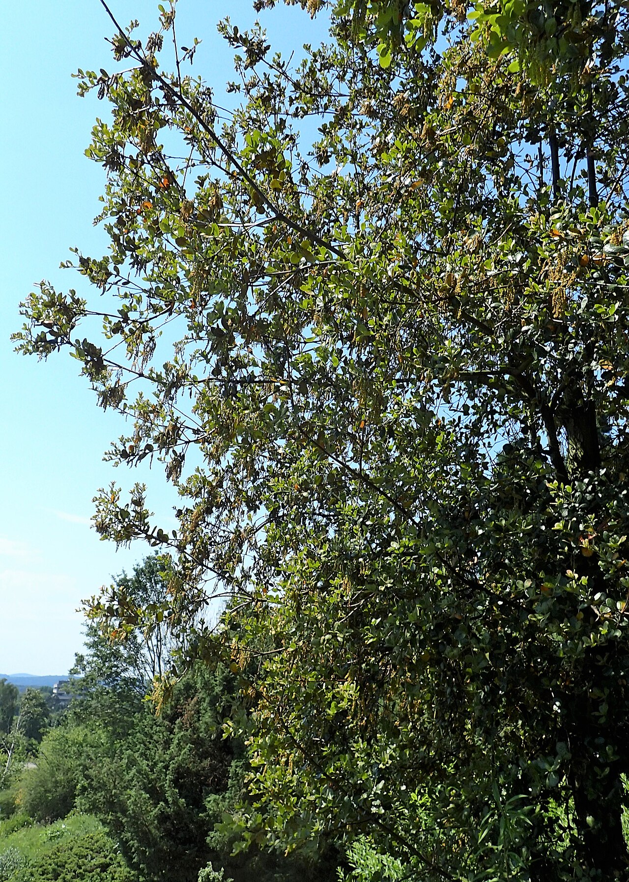 Quercus aquifolioides: Quercus aquifolioides in Neuer Botanischer Garten der Universität Göttingen