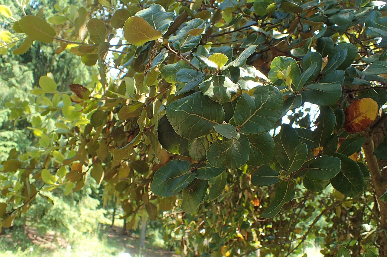 Quercus aquifolioides: Quercus aquifolioides in Neuer Botanischer Garten der Universität Göttingen