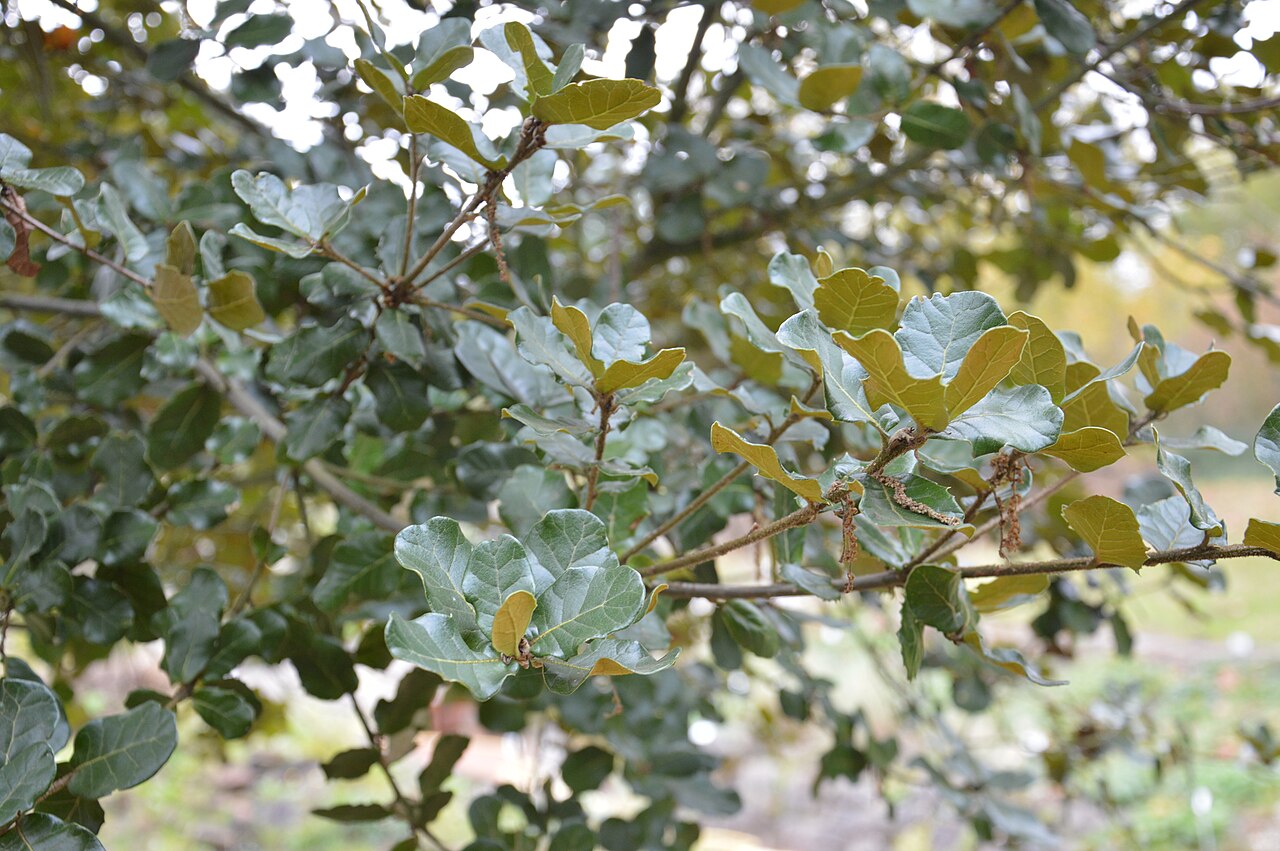 Quercus aquifolioides: Quercus aquifolioides at the New Botanical Gardens of George August University, Göttingen, Germany