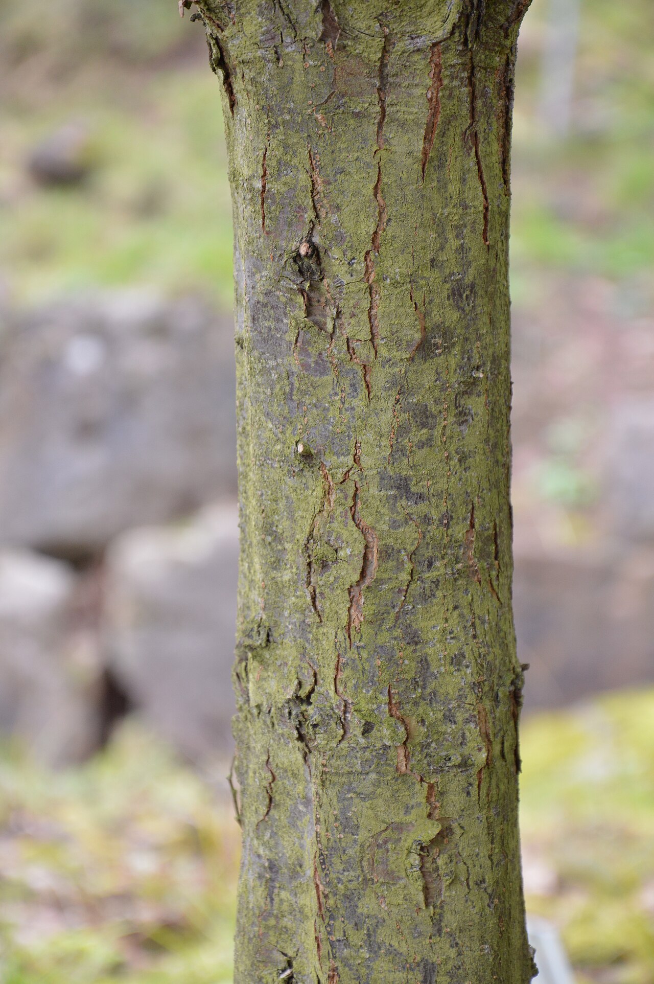 Quercus aquifolioides: Quercus aquifolioides bark at the New Botanical Gardens of George August University, Göttingen, Germany