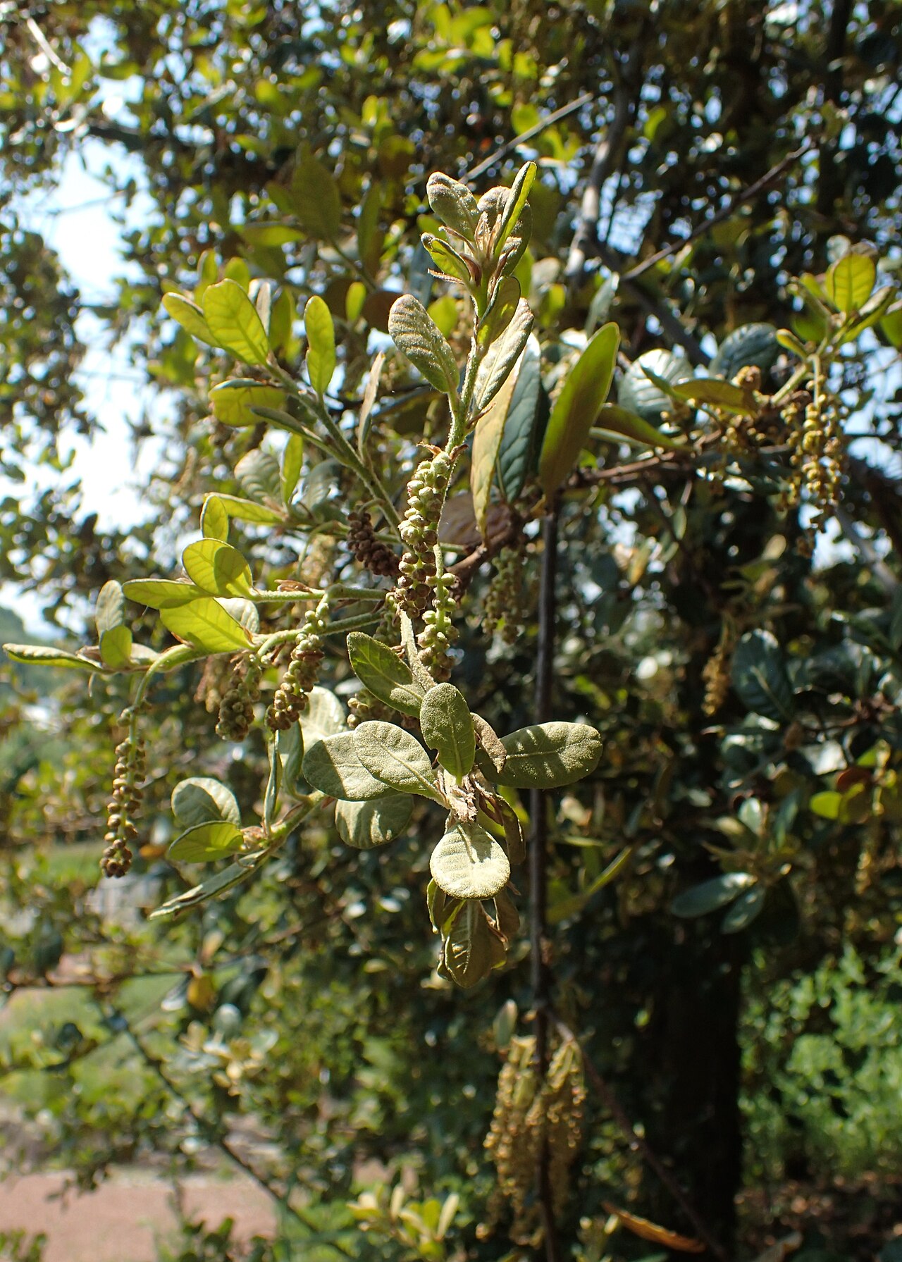 Quercus aquifolioides: Quercus aquifolioides in Neuer Botanischer Garten der Universität Göttingen