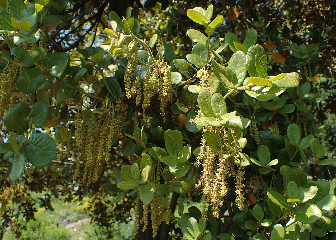Quercus aquifolioides: Quercus aquifolioides in Neuer Botanischer Garten der Universität Göttingen