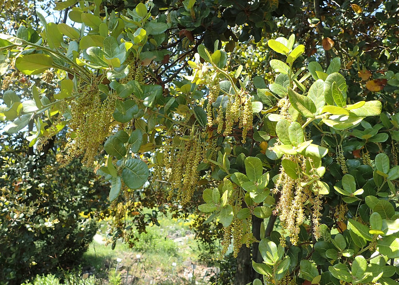 Quercus aquifolioides: Quercus aquifolioides in Neuer Botanischer Garten der Universität Göttingen
