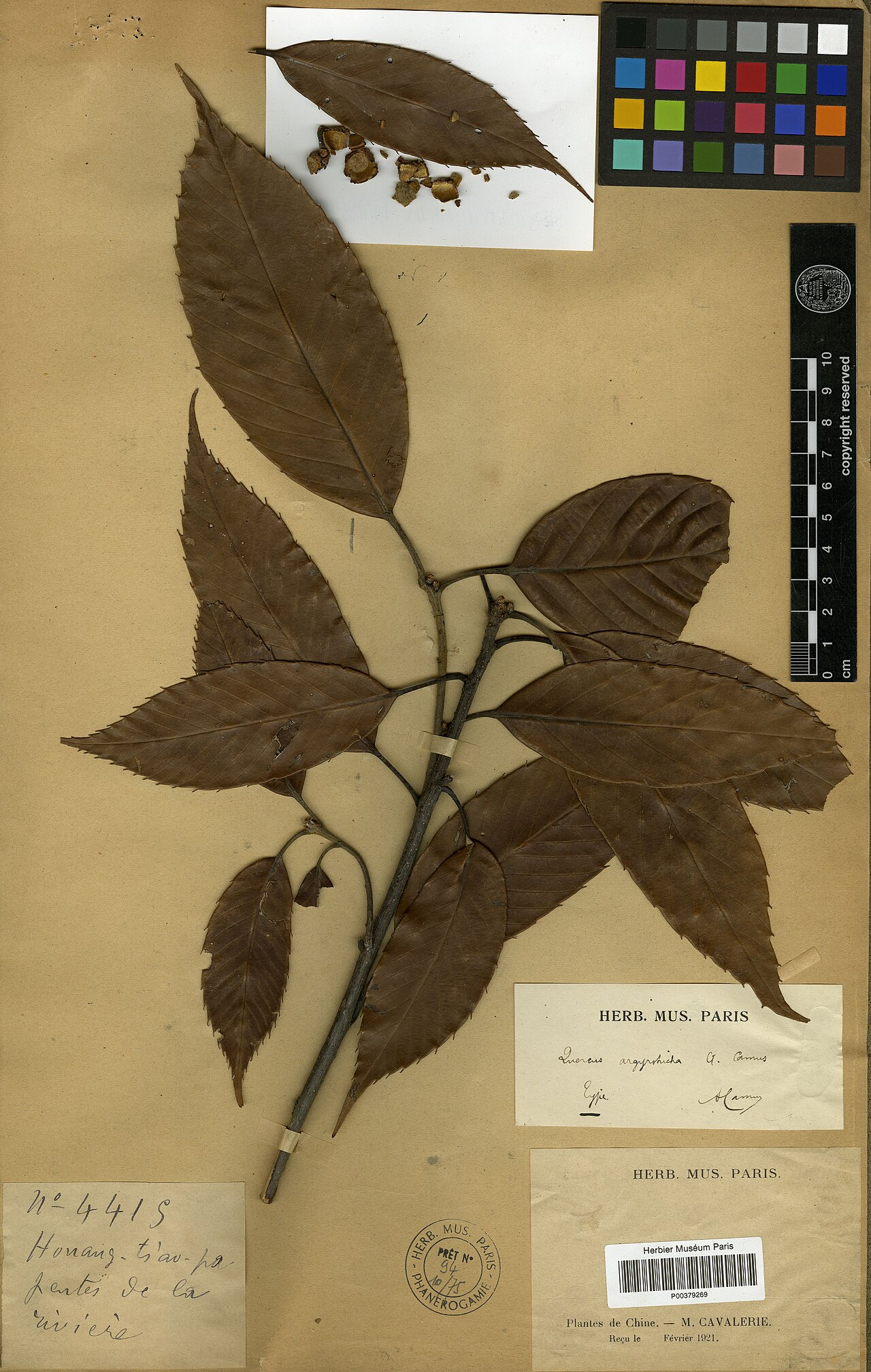 Quercus argyrotricha: Quercus argyrotricha