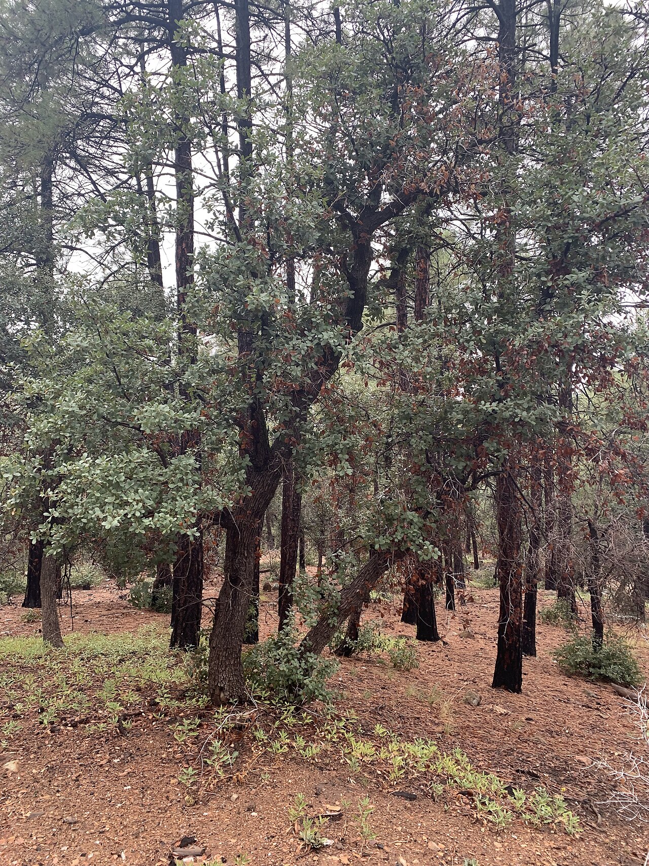 Arizona white oak: Arizona White Oak (Quercus arizonica). Species of plant.