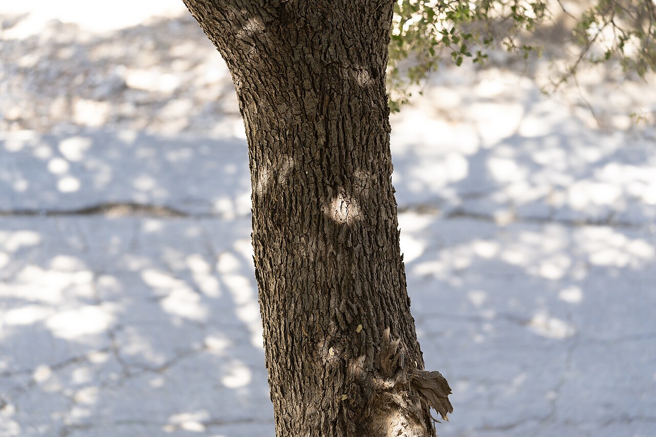 Quercus aucheri: Boz-Pirnal Oak