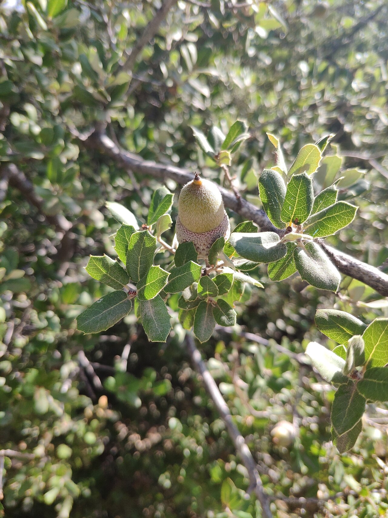 Quercus aucheri: Boz-Pirnal Oak