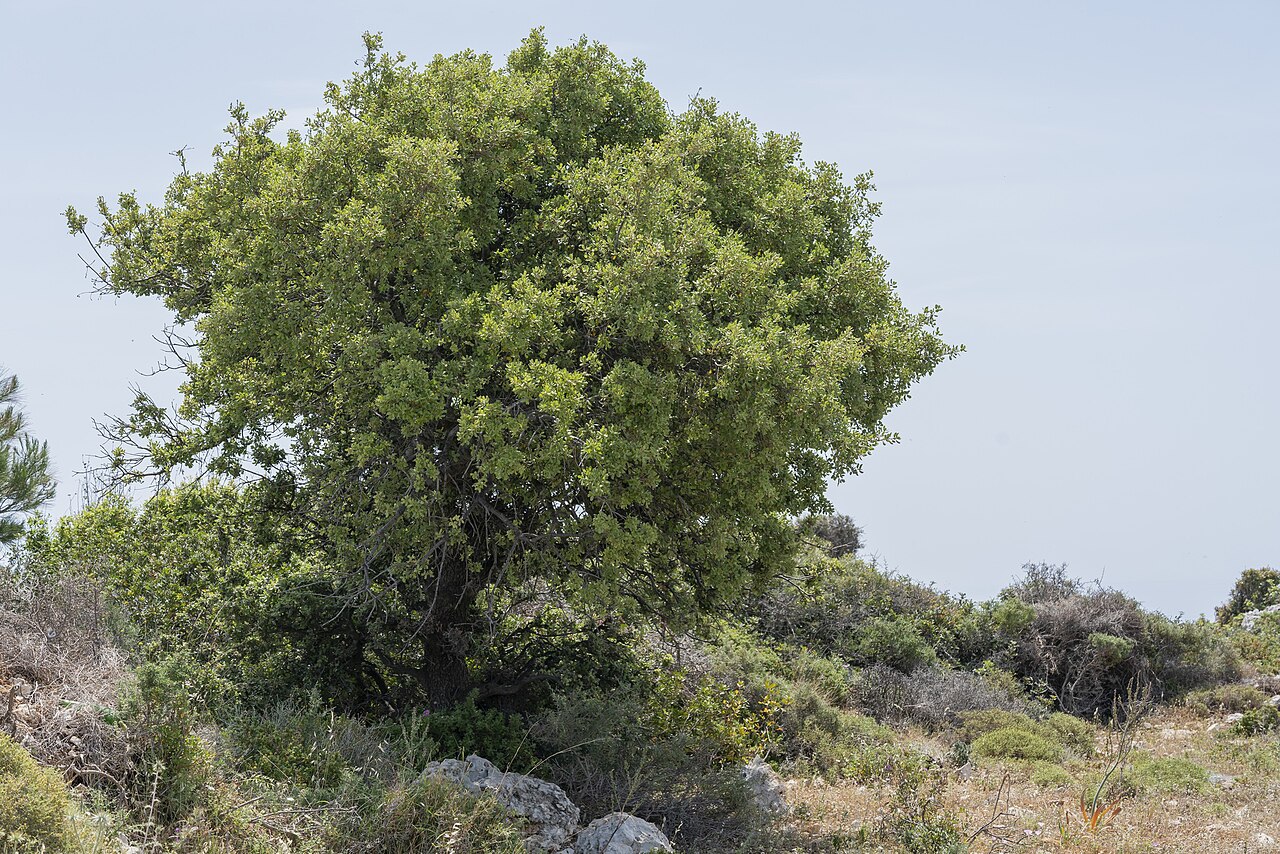 Quercus aucheri: Boz-Pirnal Oak