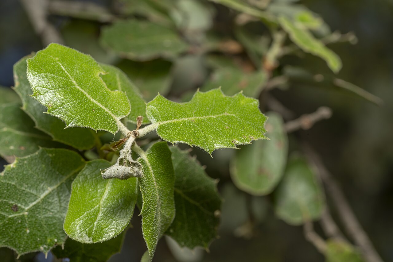Quercus aucheri: Boz-Pirnal Oak