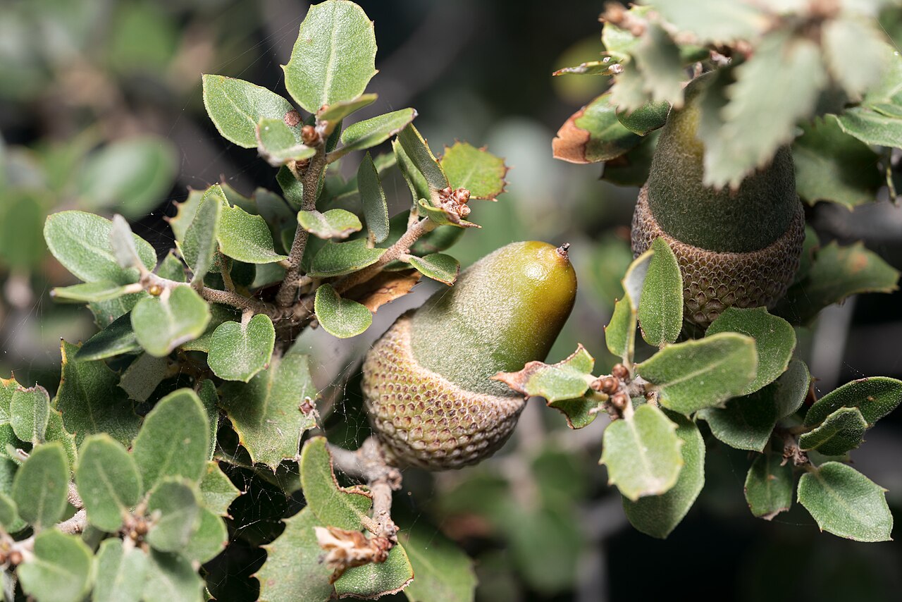 Quercus aucheri: Boz-Pirnal Oak ( Quercus aucheri ) in Greece